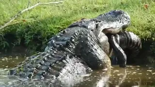 Massive gator swallows smaller gator whole