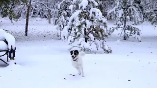 Прекрасный снежный день в городе Кокшетау)