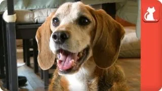 40 Beagles Saved from Lab Testing - Tails of Hope