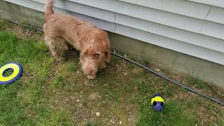 Cali, Winnie & Winston get new toys