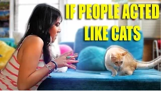 IF PEOPLE ACTED LIKE CATS