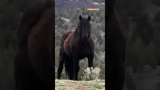 Rescued Wild Horse Reunites With His Girlfriend After 6 Months Being Apart | The Dodo