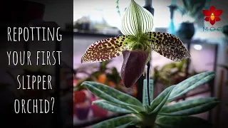 Repotting your first Slipper Orchid - The best Phalaenopsis successor! | Orchid Care for Beginners