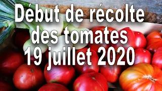 Début de récolte des tomates bio le 19 juillet 2020