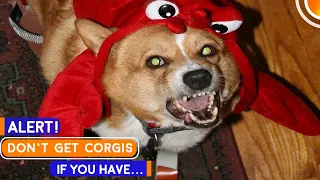 5 Reasons Why NOT To Get A Corgi, Don’t Ignore These!