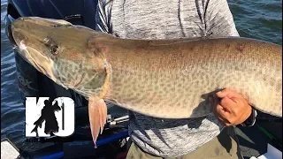 Trolling for MONSTER Muskies in Green Bay, Wisconsin