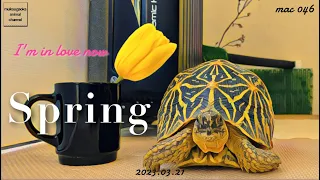 Indian star tortoise Daily routine & Sex in Spring. *Can stop their mating season.