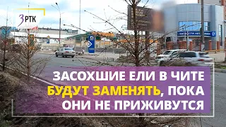 В Чите будут заменять засохшие ели, пока они не приживутся