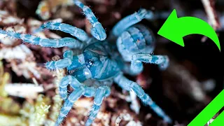 Trapdoor Spider Setup and Unboxing - Liphistius ornatus & MORE!