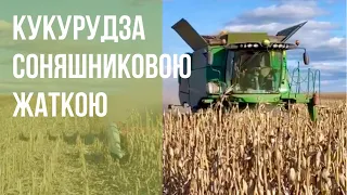 Збирання кукурудзи соняшниковою жаткою Maizco