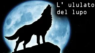 L' ululato del lupo