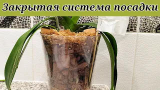 ЗАКРЫТАЯ система посадки для орхидей. ПЕРЕСАДКА,которая доставляет удовольствие ☺️