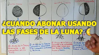 🚨CUANDO ABONAR USANDO LAS FASES DE LA LUNA🚨🌚🌜🌛