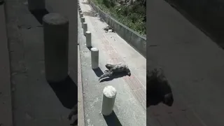 Sloth crossing the road in Brazil. Bicho preguiça atravessando estrada.