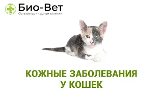 Кожные заболевания у кошек. Ветеринарная клиника Био-Вет.