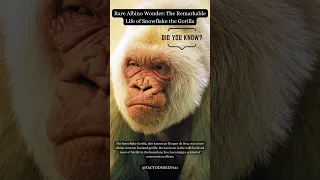 Rare Albino Wonder The Remarkable Life of Snowflake the Gorilla