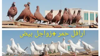 سطح الجناي - زمان الكربلائي -  ارافل حمر وزواجل بيض