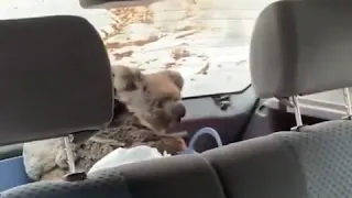 Teens fill car with Koalas to Rescue them from  Australia Bushfires 🐨🔥