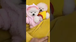 Mini Pomeranian Dog - Funny And Cute  Pomeranian Videos | Funny Puppy Videos #34 #shorts