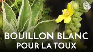 Le bouillon blanc, pour la toux !