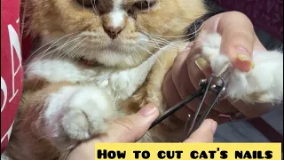 How to cut cat’s nails at home || step by step tutorial