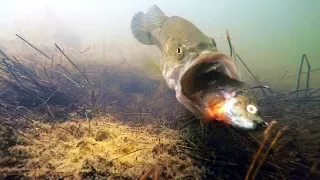Underwater Video! Do Bass Eat Bluegill Swimbaits?