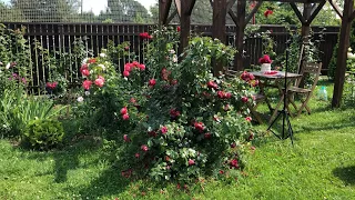 Обрезка плетистой розы после первой волны цветения. Все просто!🌹Роза Флорентина.