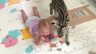 SERVAL TEACHES A CHILD TO CRAWL / Return of the lost Maine Coon