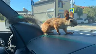 Мы в Ялте с Белкой  😎#funny #youtubeshorts #funnyvideo #squirrel #fun