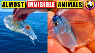 Top 10: Almost INVISIBLE Animals In The World