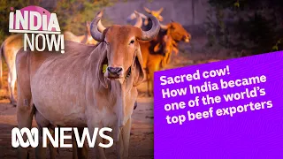 How India became one of the world’s top beef exporters | India Now! | ABC News