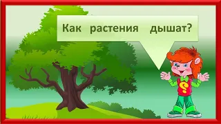 Клуб Почемучек.  Как растения дышат?