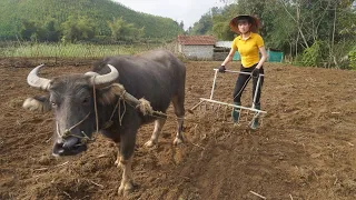 Weeding with farm machine, plowing soil with buffalo, planting corn, Start to finish, Free Bushcraft