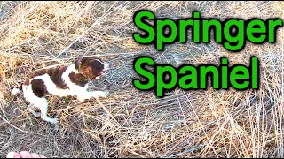 Pheasant Hunting with our Bird Dog (Springer Spaniel)