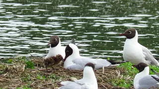 Black-headed gulls with recently hatched chick