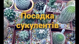 Кімнатні рослини.Посадка сукулентів.Ечеверії з листа