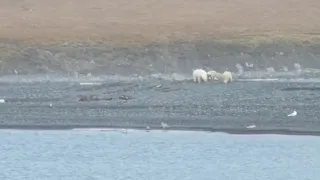 Белые медведи у чукотского села Рыркайпий