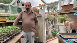 Domates Fide Dikimi Hakkında Her Şey | Transplanting tomato seedlings to the garden.