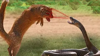 Mongoose vs King Cobra | Look What Happens When Mongoose  Mercilessly Destroys King Cobra?