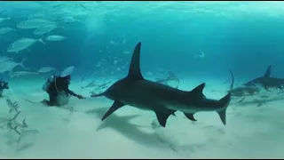 VIDEO 360: Nadando entre tiburones martillo en las Bahamas - BBC Earth