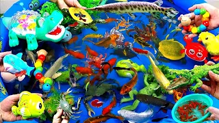 Cute Animals, Rocket Crocodile, Chicks, Red Crab, Shark, Frog, Carp, Turtle, Clownfish,Goldfish,Baba