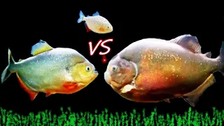 Red belly piranha VS caribe piranha VS piraya piranha challenge!