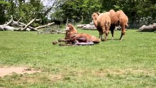 Manor House   Birth of a Baby Camel  MHWP, Tenby, Pembrokeshire, Wales  May 23rd, 2012