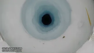 Forschung in der Antarktis: Krebstiere 1100 Meter unter dem Eis | DER SPIEGEL