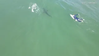 Incredible Drone Video Shows Great White Sharks In Del Mar