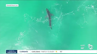 Real-time shark tracking system show cluster of sharks in Del Mar