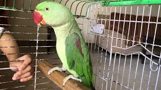 Alexander Baby Parrot Talking #funny #parrotvideo #bolnewalatota #alexanderparrot