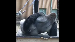 Funny Video - Gorilla with Itchy Butt