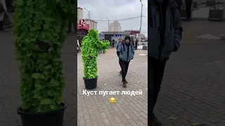 Куст пугает людей