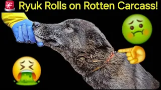 NO... ?!! Ryuk Rolls on Rotten Carcass During Off Leash Hike